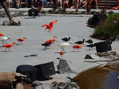 101PARC AUX OISEAUX DANS L AIN 2016 3_000044